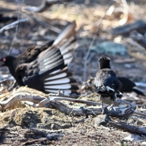 Corcorax melanorhamphos at Deakin, ACT - 13 Sep 2019