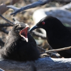 Corcorax melanorhamphos at Deakin, ACT - 13 Sep 2019 12:42 PM