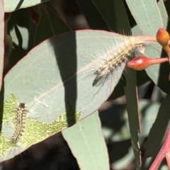 Uraba lugens (Gumleaf Skeletonizer) at Jerrabomberra, NSW - 11 Sep 2019 by cherylhodges