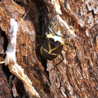 Commius elegans (Cherry Ballart Shield Bug) at Jerrabomberra, NSW - 11 Sep 2019 by cherylhodges