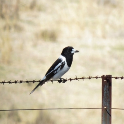 Cracticus nigrogularis (Pied Butcherbird) at Booth, ACT - 13 Sep 2019 by KumikoCallaway