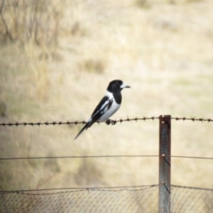 Cracticus nigrogularis at Booth, ACT - 13 Sep 2019 09:47 AM