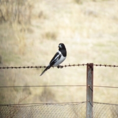 Cracticus nigrogularis at Booth, ACT - 13 Sep 2019 09:47 AM