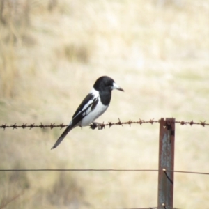 Cracticus nigrogularis at Booth, ACT - 13 Sep 2019 09:47 AM