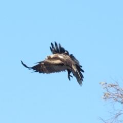 Aquila audax (Wedge-tailed Eagle) at Namadgi National Park - 13 Sep 2019 by KumikoCallaway