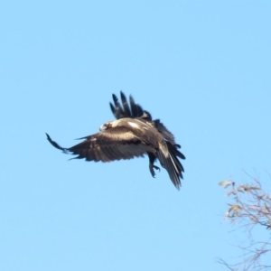 Aquila audax at Rendezvous Creek, ACT - 13 Sep 2019