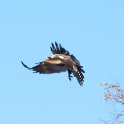 Aquila audax (Wedge-tailed Eagle) at Rendezvous Creek, ACT - 13 Sep 2019 by KumikoCallaway