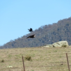 Aquila audax at Rendezvous Creek, ACT - 13 Sep 2019 10:18 AM