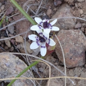 Wurmbea dioica subsp. dioica at Carwoola, NSW - 11 Sep 2019