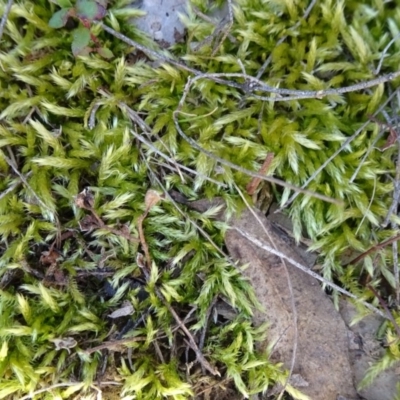 Unverified Moss, Liverwort or Hornwort at Carwoola, NSW - 11 Sep 2019 by JanetRussell