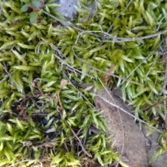 Unidentified Moss / Liverwort / Hornwort (TBC) at Stony Creek Nature Reserve - 11 Sep 2019 by JanetRussell