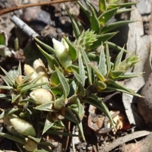 Melichrus urceolatus at Carwoola, NSW - 11 Sep 2019