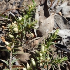 Melichrus urceolatus at Carwoola, NSW - 11 Sep 2019