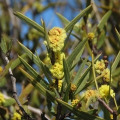 Acacia siculiformis (Dagger Wattle) at Rendezvous Creek, ACT - 13 Sep 2019 by KumikoCallaway