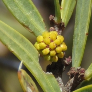 Acacia siculiformis at Rendezvous Creek, ACT - 13 Sep 2019