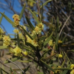 Acacia siculiformis at Rendezvous Creek, ACT - 13 Sep 2019