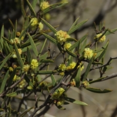 Acacia siculiformis at Rendezvous Creek, ACT - 13 Sep 2019