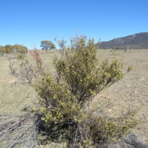 Acacia siculiformis at Rendezvous Creek, ACT - 13 Sep 2019