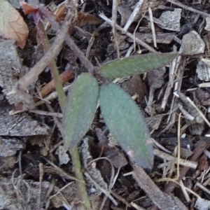 Grona varians at Carwoola, NSW - 11 Sep 2019 10:51 AM