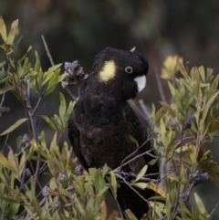 Zanda funerea (Yellow-tailed Black-Cockatoo) at Fyshwick, ACT - 11 Sep 2019 by jbromilow50