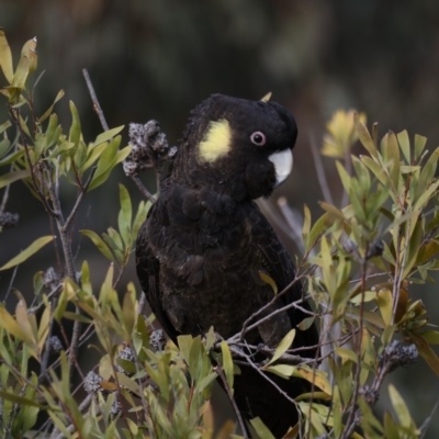 Zanda funerea (Yellow-tailed Black-Cockatoo) at Jerrabomberra Wetlands - 11 Sep 2019 by jbromilow50