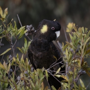 Zanda funerea at Fyshwick, ACT - 12 Sep 2019