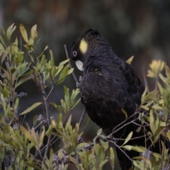 Zanda funerea at Fyshwick, ACT - 12 Sep 2019