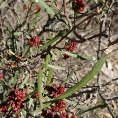 Dodonaea viscosa subsp. angustissima (Hop Bush) at Stony Creek Nature Reserve - 11 Sep 2019 by JanetRussell