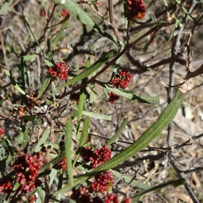 Dodonaea viscosa subsp. angustissima (Hop Bush) at Carwoola, NSW - 11 Sep 2019 by JanetRussell
