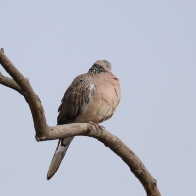 Spilopelia chinensis (Spotted Dove) at Fyshwick, ACT - 12 Sep 2019 by jb2602