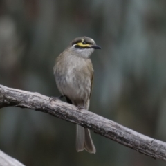 Caligavis chrysops (Yellow-faced Honeyeater) at Jerrabomberra Wetlands - 11 Sep 2019 by jbromilow50