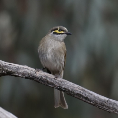 Caligavis chrysops (Yellow-faced Honeyeater) at Jerrabomberra Wetlands - 11 Sep 2019 by jbromilow50