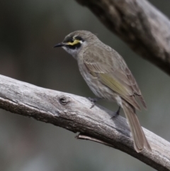 Caligavis chrysops at Fyshwick, ACT - 12 Sep 2019 08:42 AM