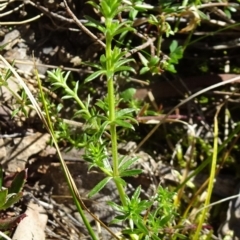 Galium sp. at Carwoola, NSW - 11 Sep 2019 by JanetRussell
