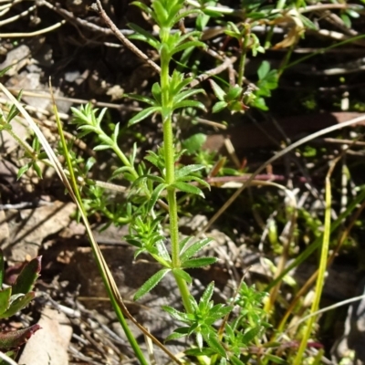 Galium sp. at Carwoola, NSW - 11 Sep 2019 by JanetRussell