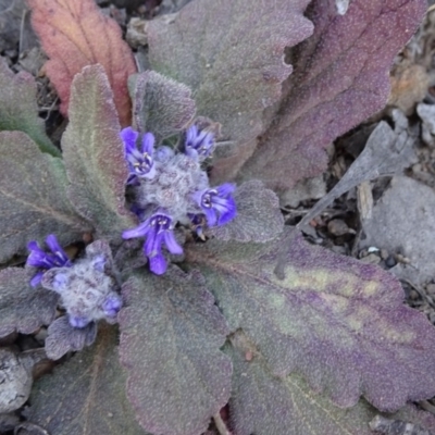 Ajuga australis (Austral Bugle) at Stony Creek Nature Reserve - 11 Sep 2019 by JanetRussell