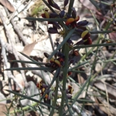 Daviesia genistifolia (Broom Bitter Pea) at Stony Creek Nature Reserve - 11 Sep 2019 by JanetRussell