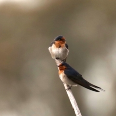 Hirundo neoxena (Welcome Swallow) at Fyshwick, ACT - 12 Sep 2019 by jb2602