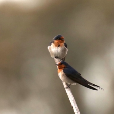 Hirundo neoxena (Welcome Swallow) at Jerrabomberra Wetlands - 11 Sep 2019 by jbromilow50