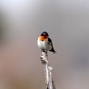 Hirundo neoxena at Fyshwick, ACT - 12 Sep 2019