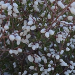 Cryptandra amara (Bitter Cryptandra) at Carwoola, NSW - 11 Sep 2019 by JanetRussell