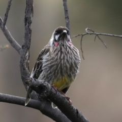 Anthochaera carunculata (Red Wattlebird) at Jerrabomberra Wetlands - 11 Sep 2019 by jbromilow50