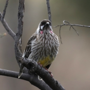 Anthochaera carunculata at Fyshwick, ACT - 12 Sep 2019