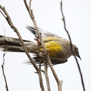 Anthochaera carunculata at Fyshwick, ACT - 12 Sep 2019