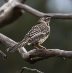 Anthochaera carunculata at Fyshwick, ACT - 12 Sep 2019