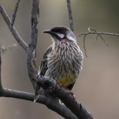 Anthochaera carunculata at Fyshwick, ACT - 12 Sep 2019 08:47 AM