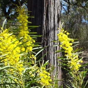Acacia boormanii at Carwoola, NSW - 11 Sep 2019