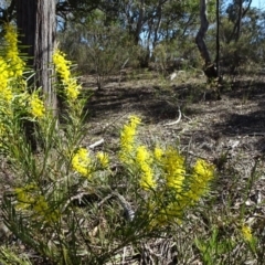 Acacia boormanii at Carwoola, NSW - 11 Sep 2019