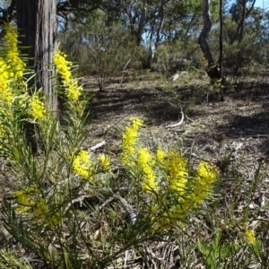 Acacia boormanii at Carwoola, NSW - 11 Sep 2019 10:11 AM