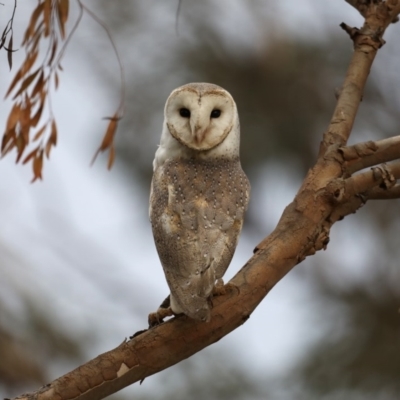 Tyto alba (Barn Owl) at Jerrabomberra Wetlands - 11 Sep 2019 by jb2602